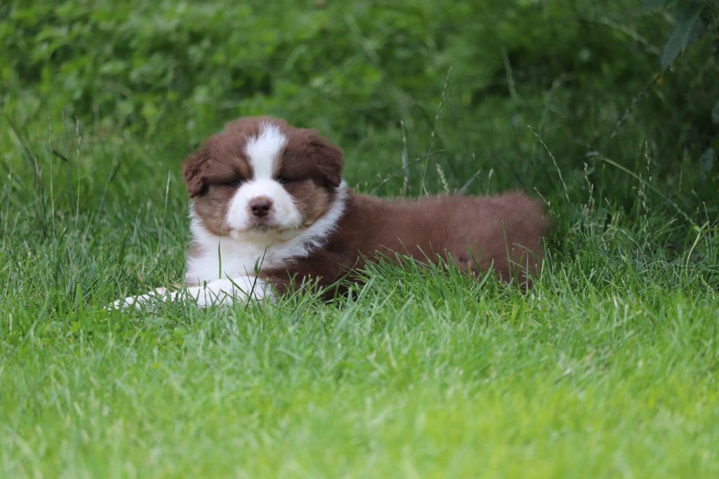 des Caps et Marais d'Opale - Chiots disponibles - Berger Australien