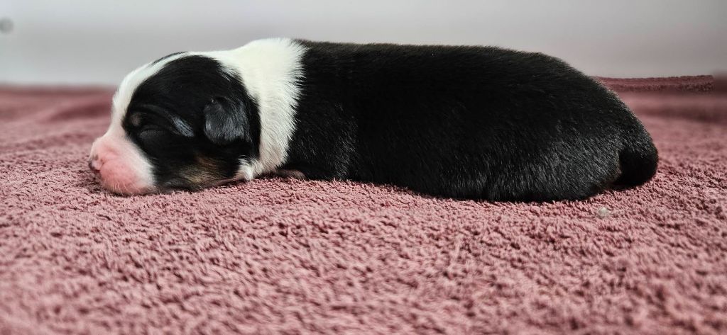 des Caps et Marais d'Opale - Chiots disponibles - Berger Australien