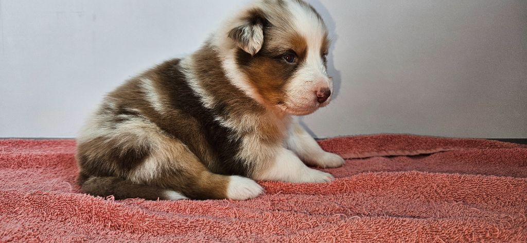 des Caps et Marais d'Opale - Chiots disponibles - Berger Australien