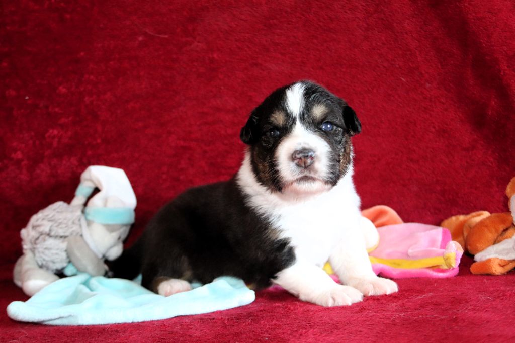 des Caps et Marais d'Opale - Chiots disponibles - Berger Australien