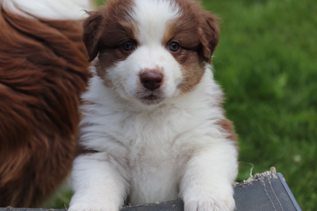 des Caps et Marais d'Opale - Chiots disponibles - Berger Australien