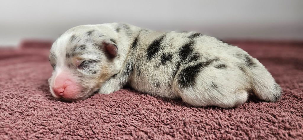 des Caps et Marais d'Opale - Chiots disponibles - Berger Australien