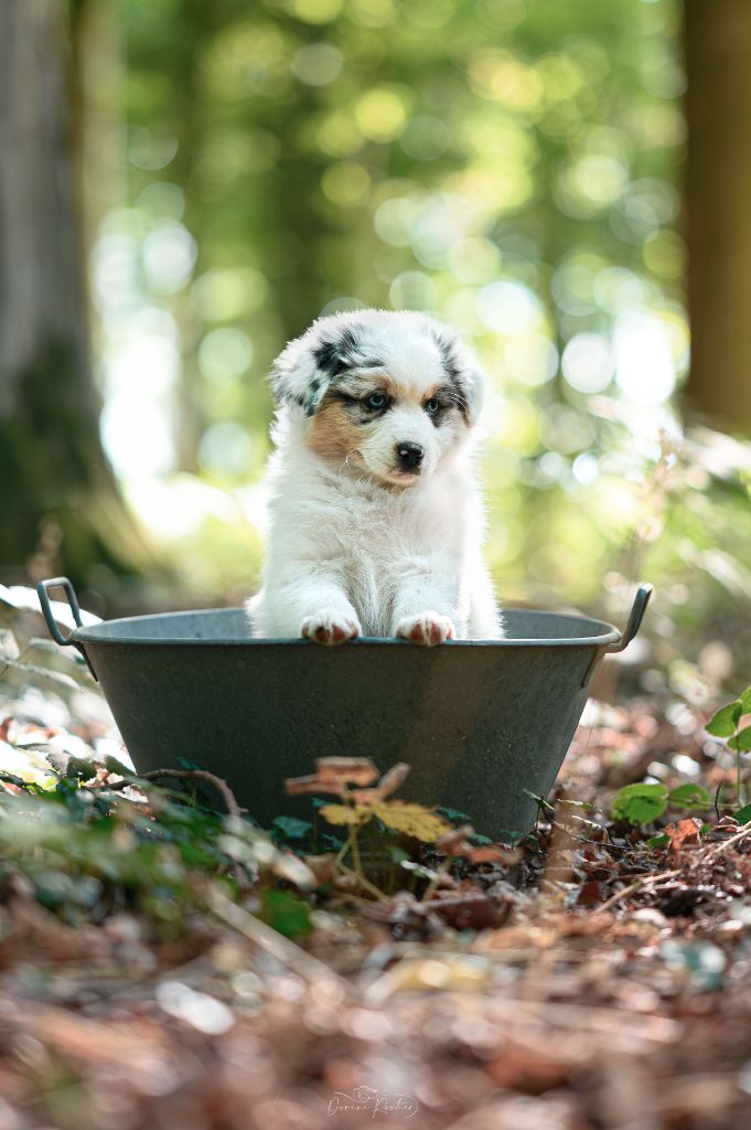 des Caps et Marais d'Opale - Chiots disponibles - Berger Australien