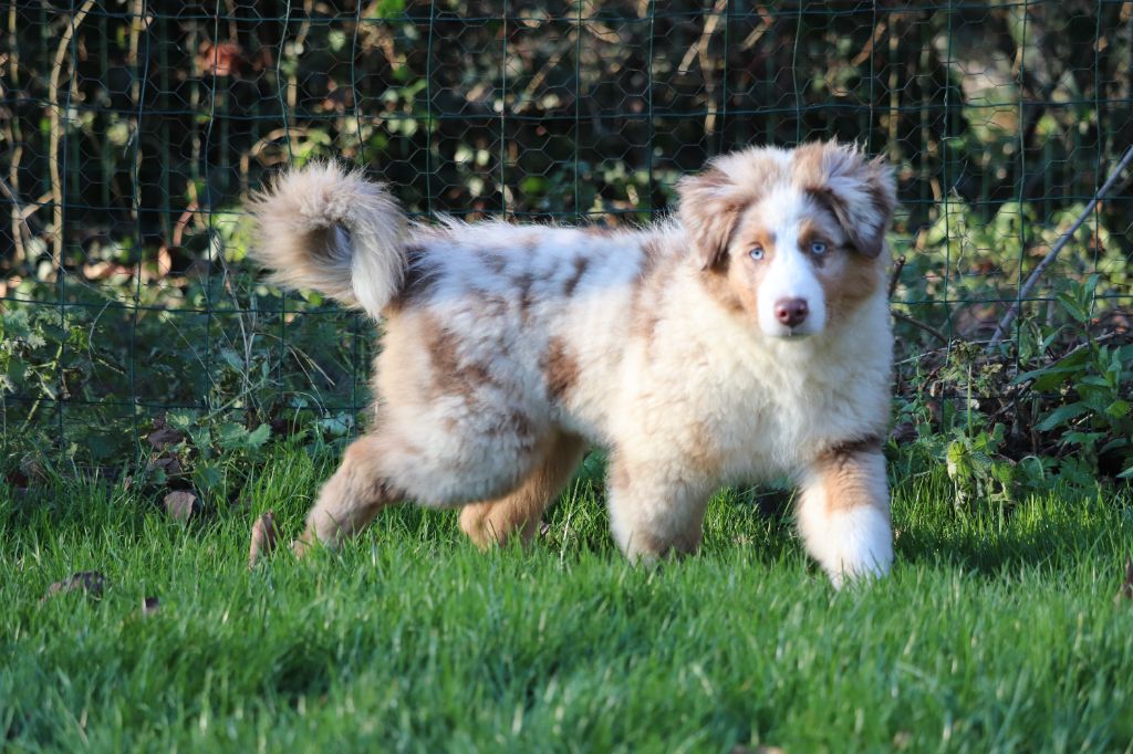 des Caps et Marais d'Opale - Chiots disponibles - Berger Australien