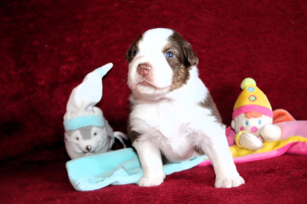 des Caps et Marais d'Opale - Chiots disponibles - Berger Australien