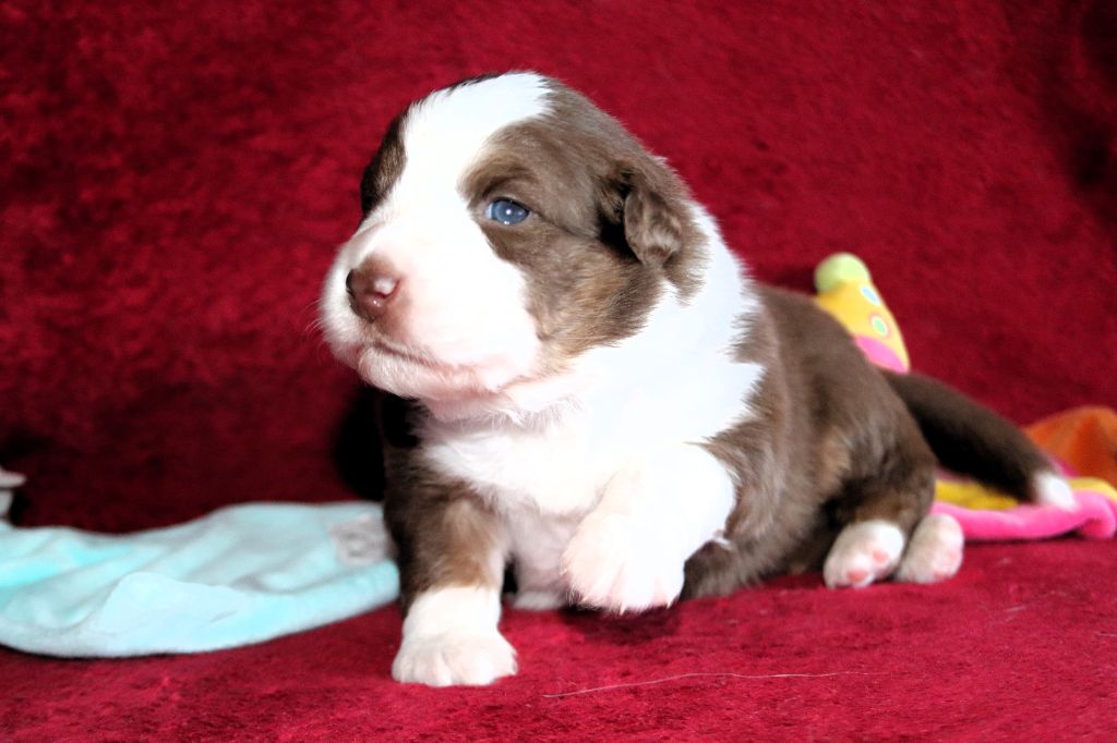 des Caps et Marais d'Opale - Chiots disponibles - Berger Australien