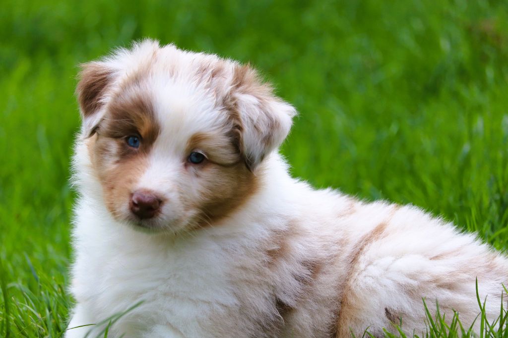 des Caps et Marais d'Opale - Chiots disponibles - Berger Australien