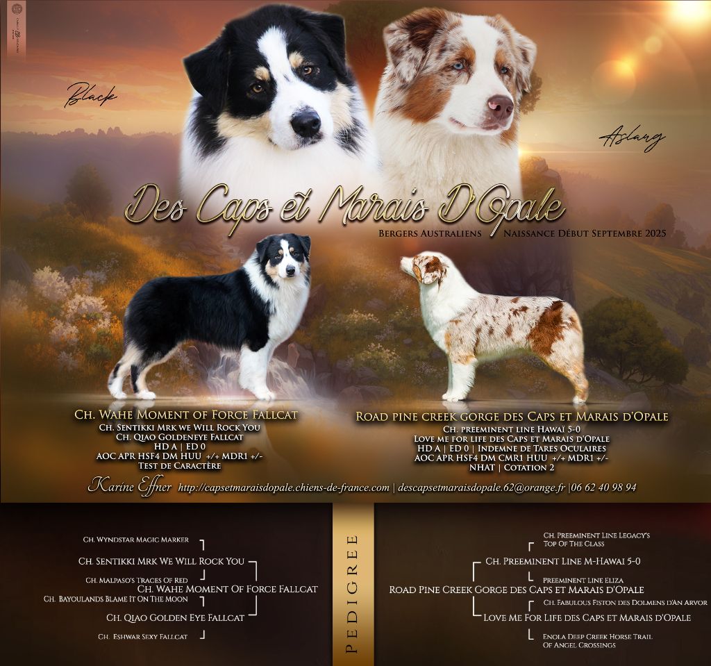 Chiot Berger Australien des Caps et Marais d'Opale