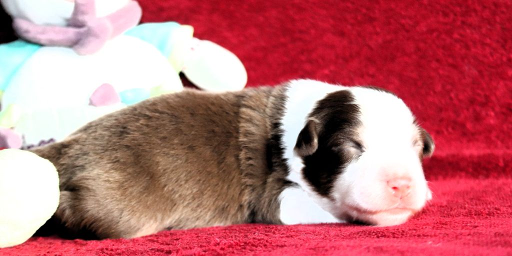 des Caps et Marais d'Opale - Chiots disponibles - Berger Australien