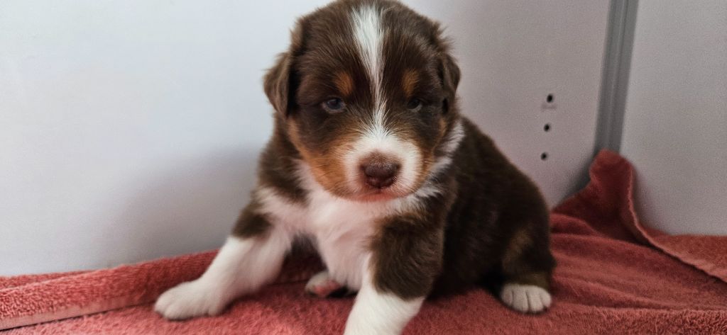 des Caps et Marais d'Opale - Chiots disponibles - Berger Australien