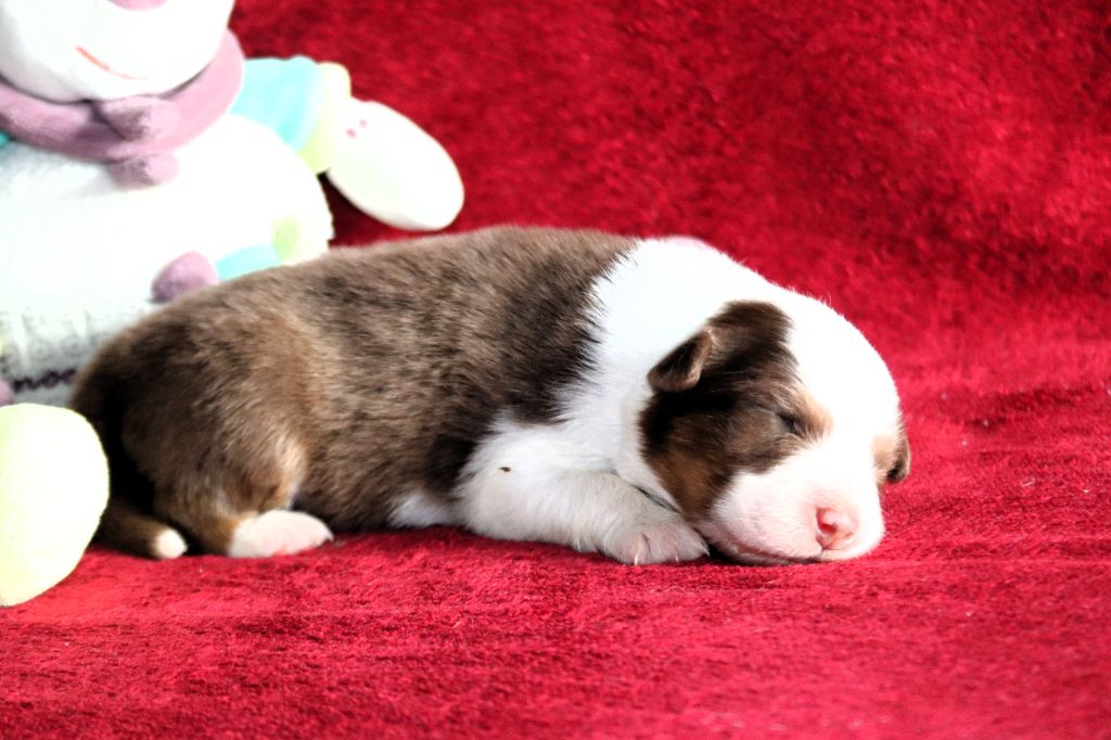 des Caps et Marais d'Opale - Chiots disponibles - Berger Australien