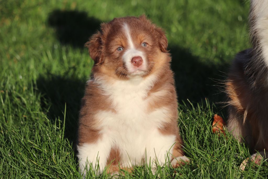 des Caps et Marais d'Opale - Chiots disponibles - Berger Australien