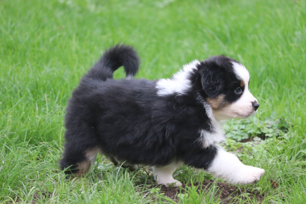 des Caps et Marais d'Opale - Chiots disponibles - Berger Australien
