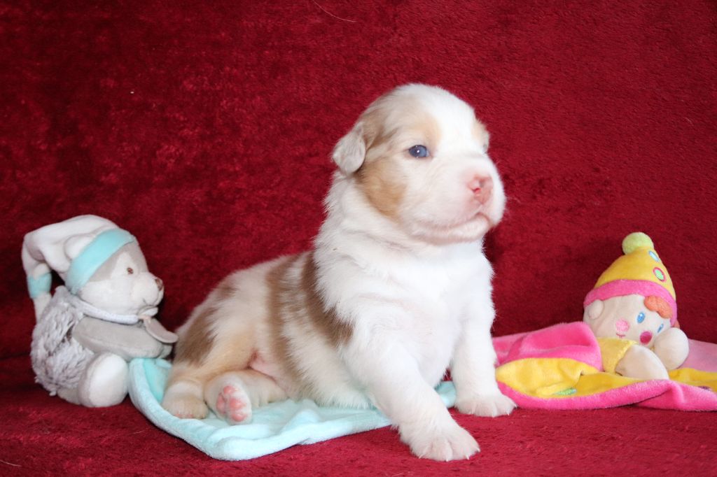 des Caps et Marais d'Opale - Chiots disponibles - Berger Australien